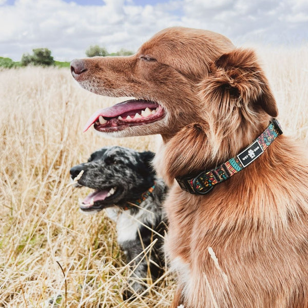 Forrest Collar & Lead Bundle
