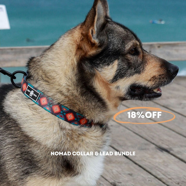 Nomad Collar & Lead Bundle