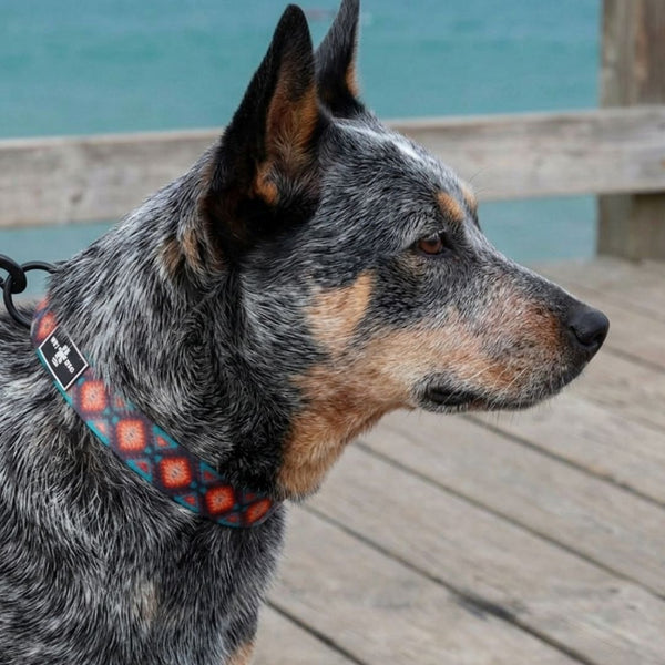 Nomad Collar & Lead Bundle