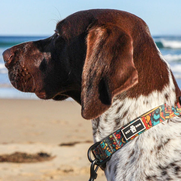 Forrest Collar & Lead Bundle