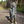 dog in the forrest, waterproof collars and leads. Wet Dog collar and lead. 