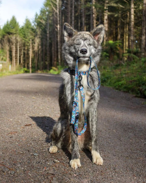 dog in the forrest, waterproof collars and leads. Wet Dog collar and lead. 