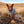 Dog hooded towel, bathrobe for dogs, calming jacket for dogs. recycled, eco friendly products for dogs. Made from recycled plastic bottles.Drying Hoodie for dogs. Lightweight towel for dogs. Matching dog and owner towel, Outdoor dog and human matching gear. Kelpies's wear, hoodie. 