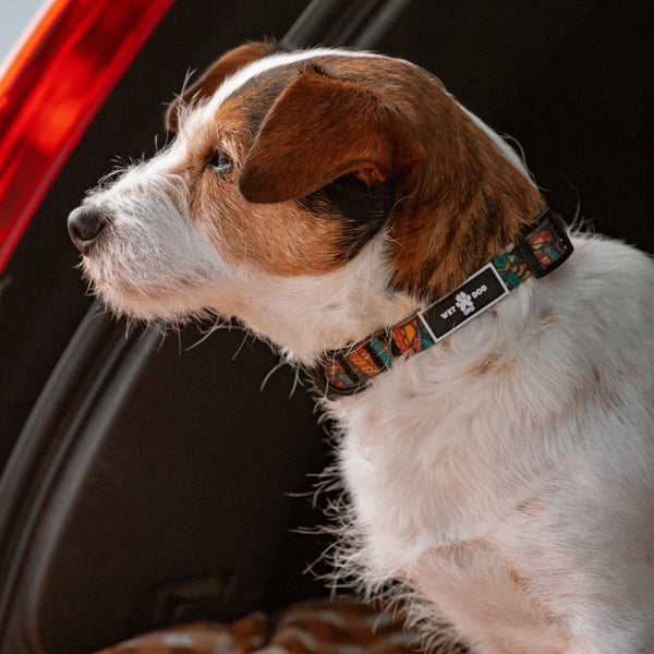 Wet Dog Waterproof dog collar. recycled. Australia. 