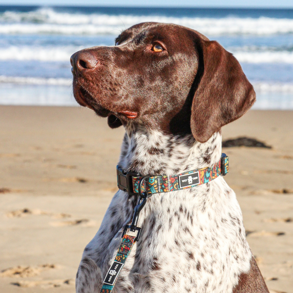 Waterproof Dog  Collar - Forrest