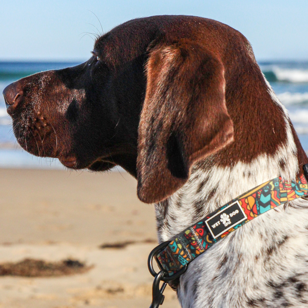 Waterproof Dog  Collar - Forrest