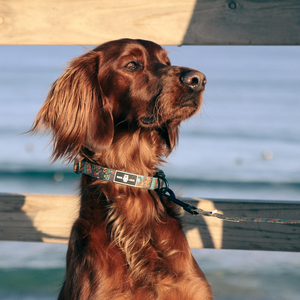 Waterproof Dog  Collar - Forrest